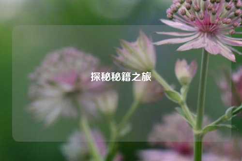 探秘秘籍之旅